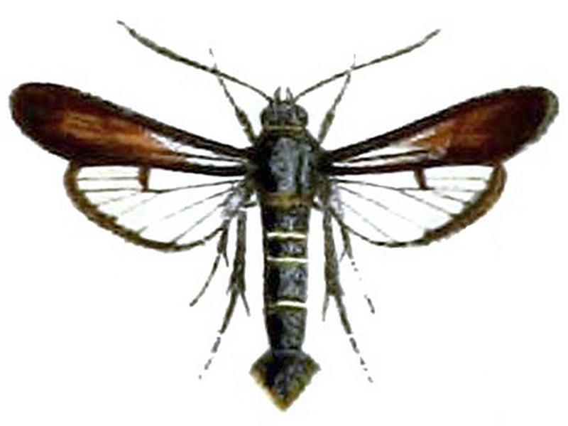 Nokona pernix