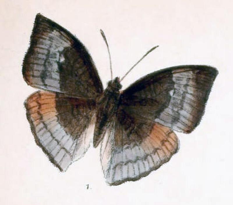 NoraRangoonensis232 1