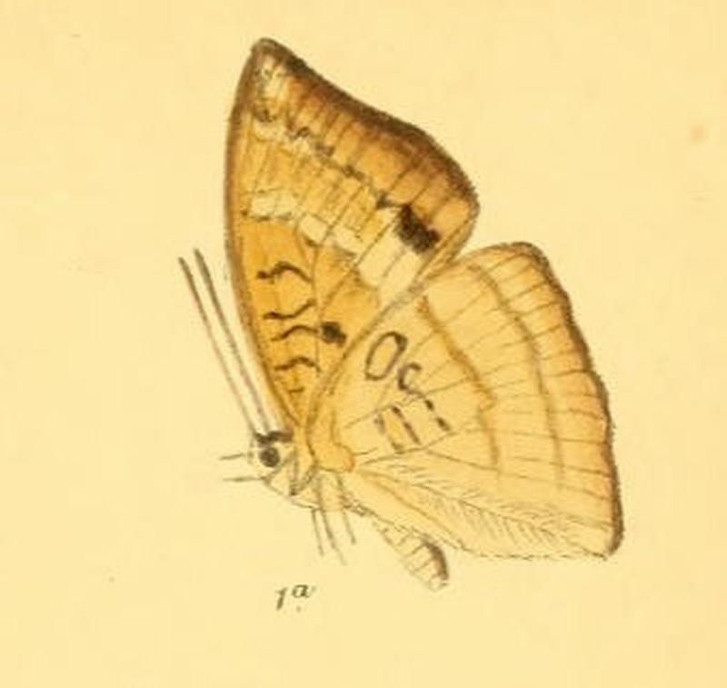 NoraRangoonensis232 1a