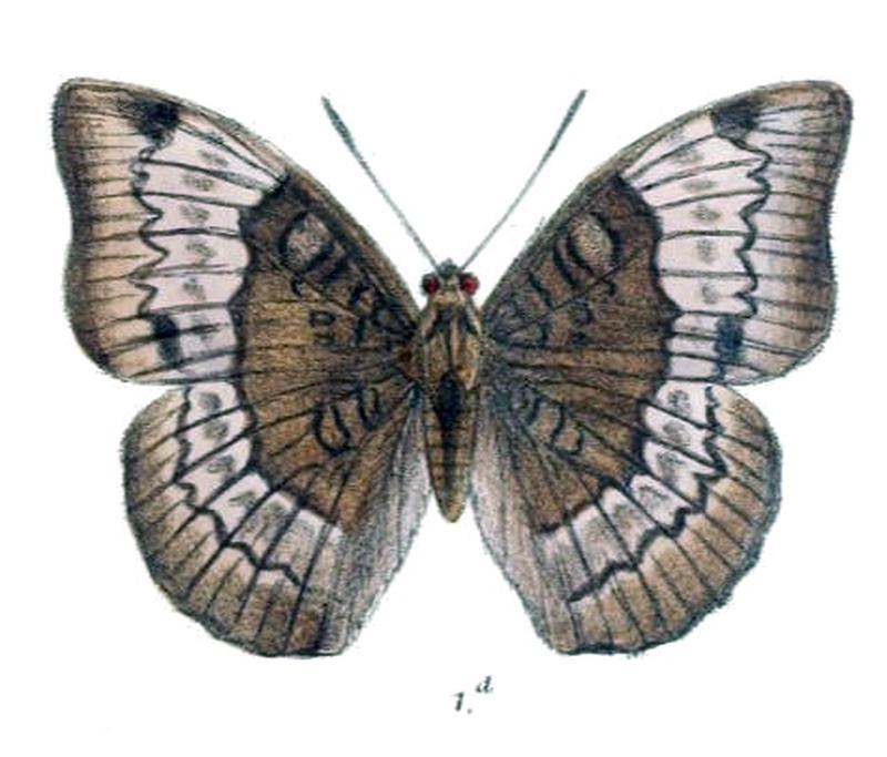 NoraRangoonensis232 1d