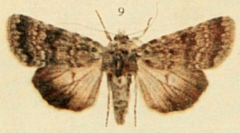 Northern Rustic Moths of the British Isles