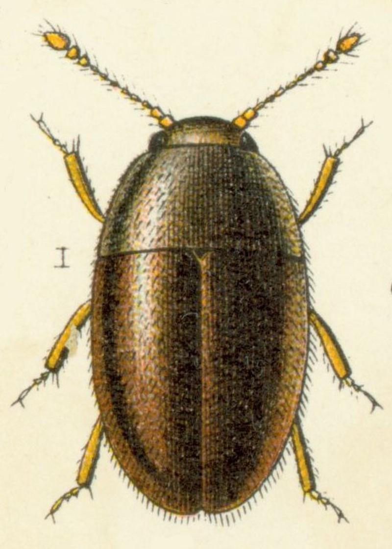 Nossidium pilosellum