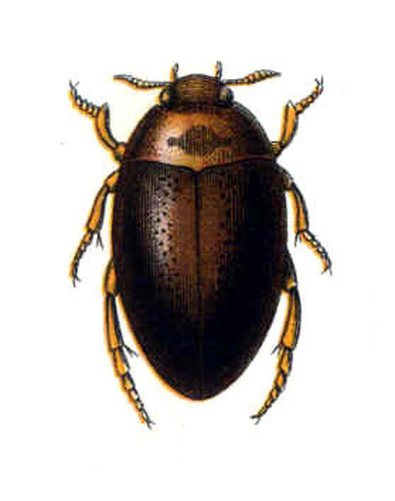 Noterus clavicornis 1