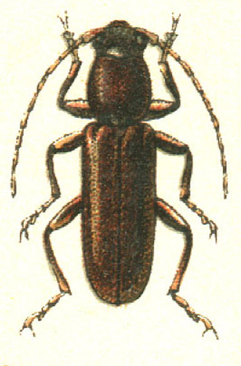 Nothorhina punctata