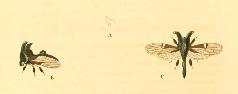 Notocera satanas 1831