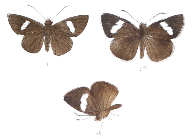 NotocryptaAlbifascia 804 1 Fitch