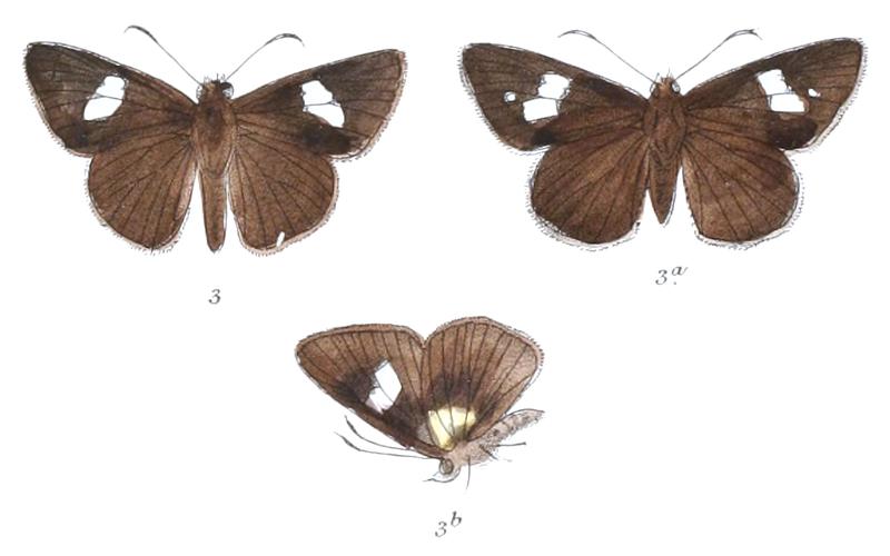 NotocryptaBasiflava 804 3 Fitch