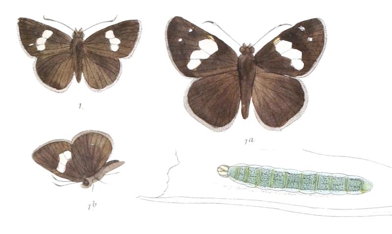 NotocryptaFeisthamelii 803 1 Fitch