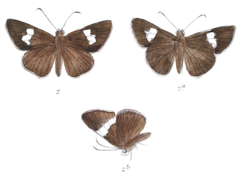 NotocryptaMonteithi 804 1 Fitch