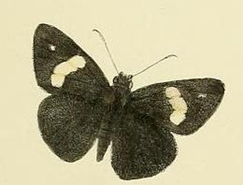 Notocrypta feisthamelii alysos