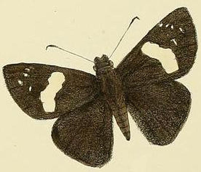 Notocrypta feisthamelii alysos1