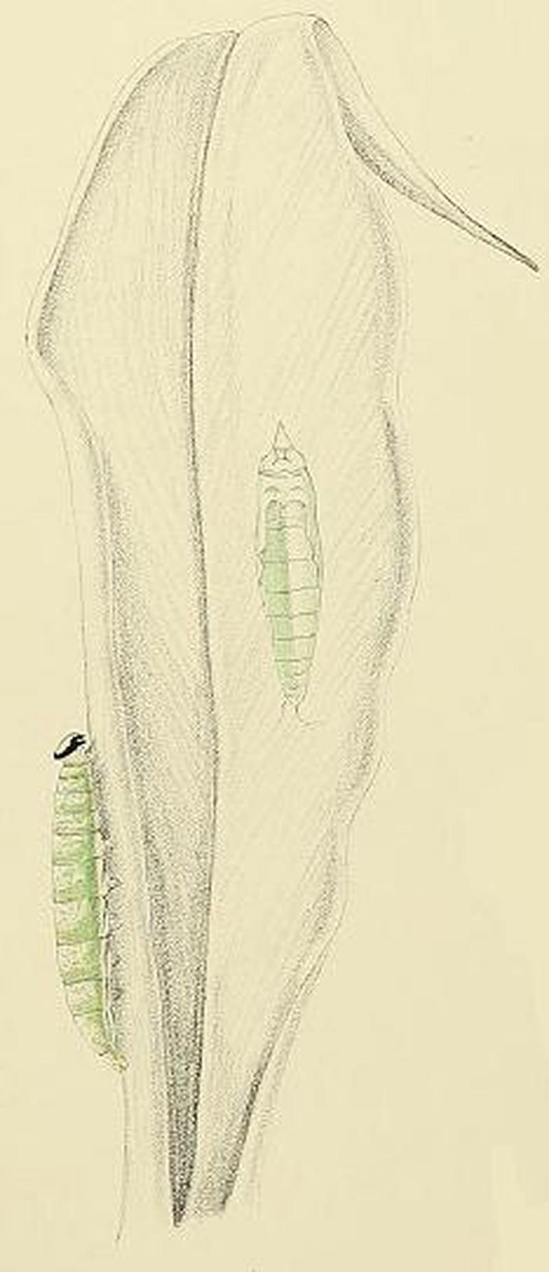 Notocrypta feisthamelii alysos larvae