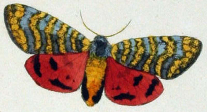 NovaraExpZoologischeTheilLepidopteraAtlasTaf101 Carcinopyga lichenigera