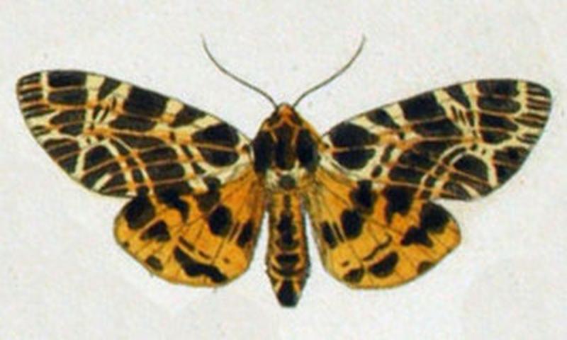 NovaraExpZoologischeTheilLepidopteraAtlasTaf101 Hypercompe ochreator