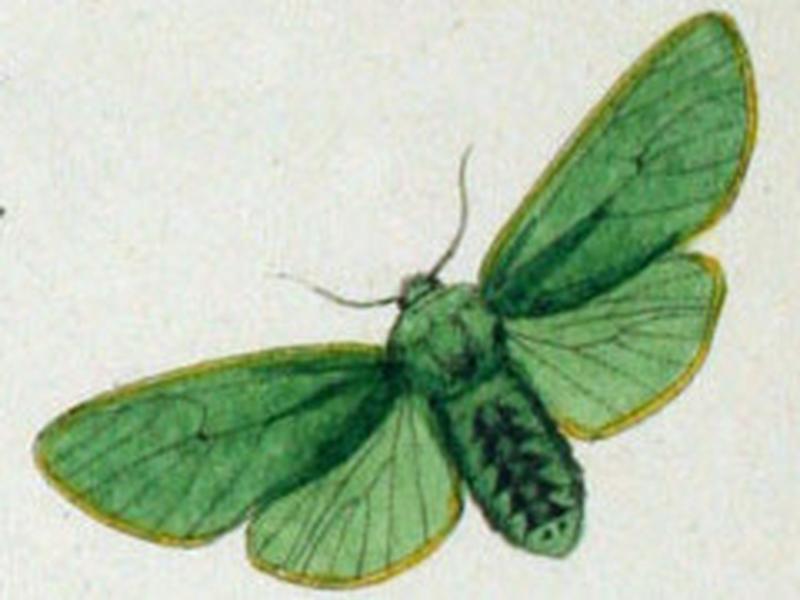 NovaraExpZoologischeTheilLepidopteraAtlasTaf101 Hypomolis aeruginosa