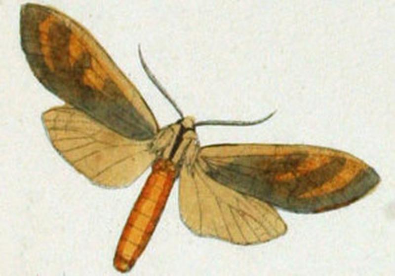 NovaraExpZoologischeTheilLepidopteraAtlasTaf101 Romualdia elongata