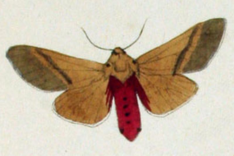 NovaraExpZoologischeTheilLepidopteraAtlasTaf101 Spilosoma melanopsis