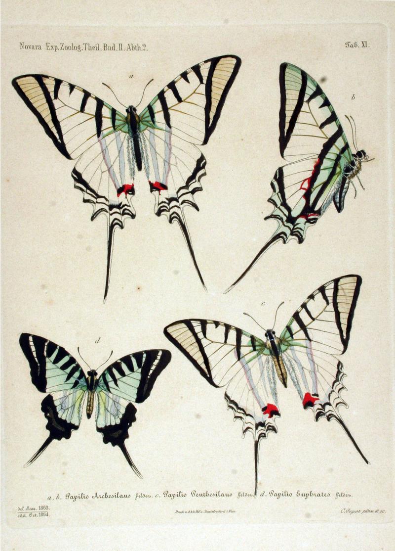 NovaraExpZoologischeTheilLepidopteraAtlasTaf11