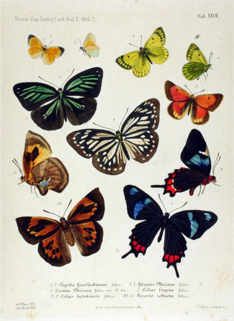 NovaraExpZoologischeTheilLepidopteraAtlasTaf27