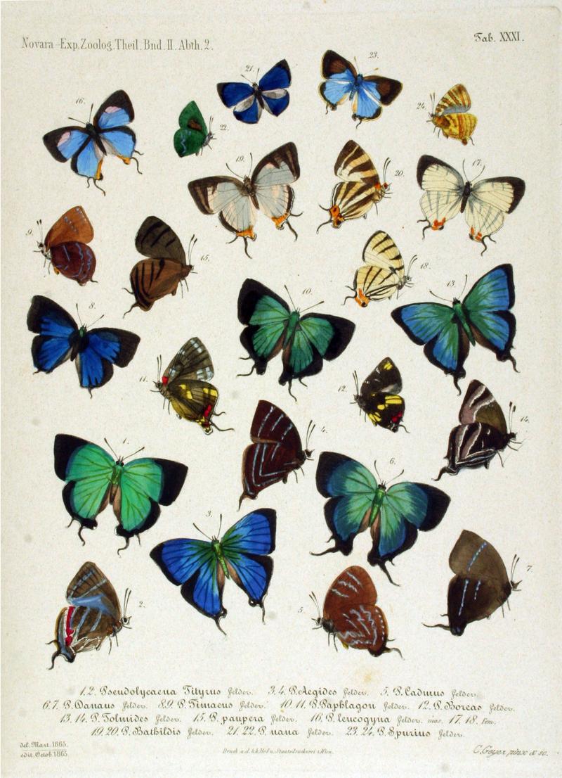 Eumaeini butterflies