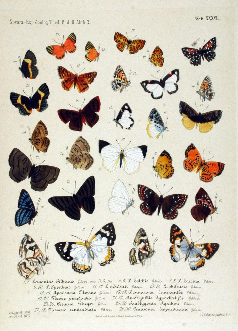NovaraExpZoologischeTheilLepidopteraAtlasTaf37