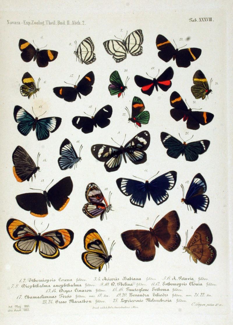 NovaraExpZoologischeTheilLepidopteraAtlasTaf38