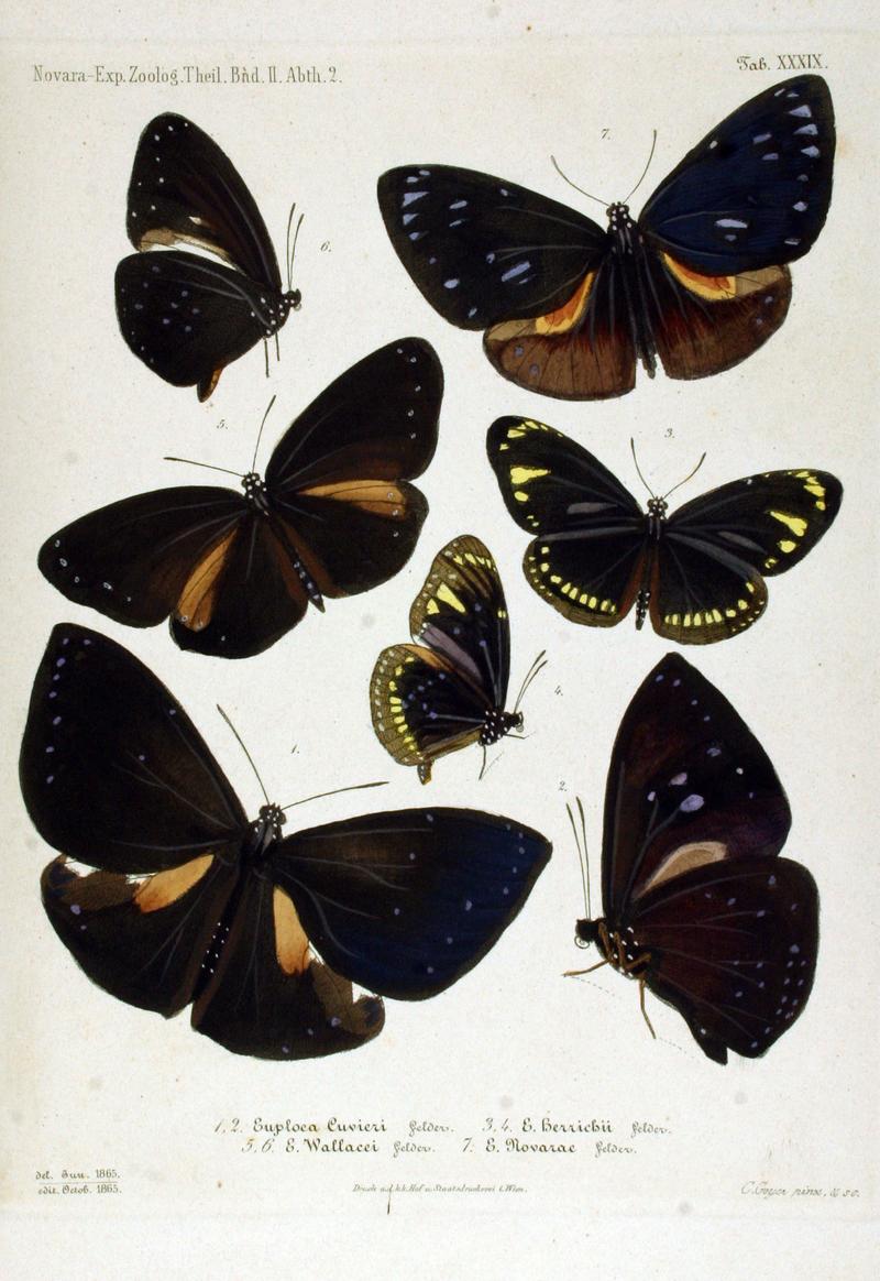 NovaraExpZoologischeTheilLepidopteraAtlasTaf39