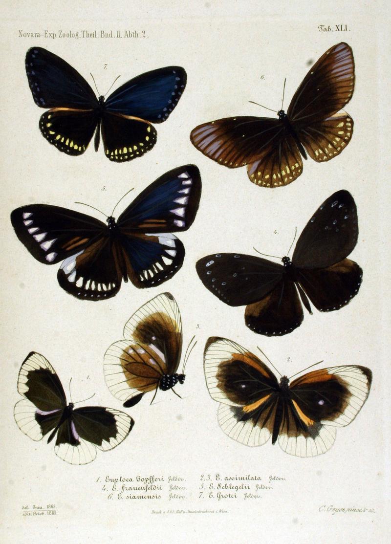 NovaraExpZoologischeTheilLepidopteraAtlasTaf41