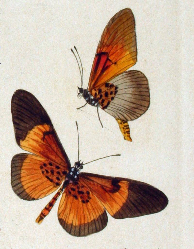 NovaraExpZoologischeTheilLepidopteraAtlasTaf46 Bematistes alcinoe
