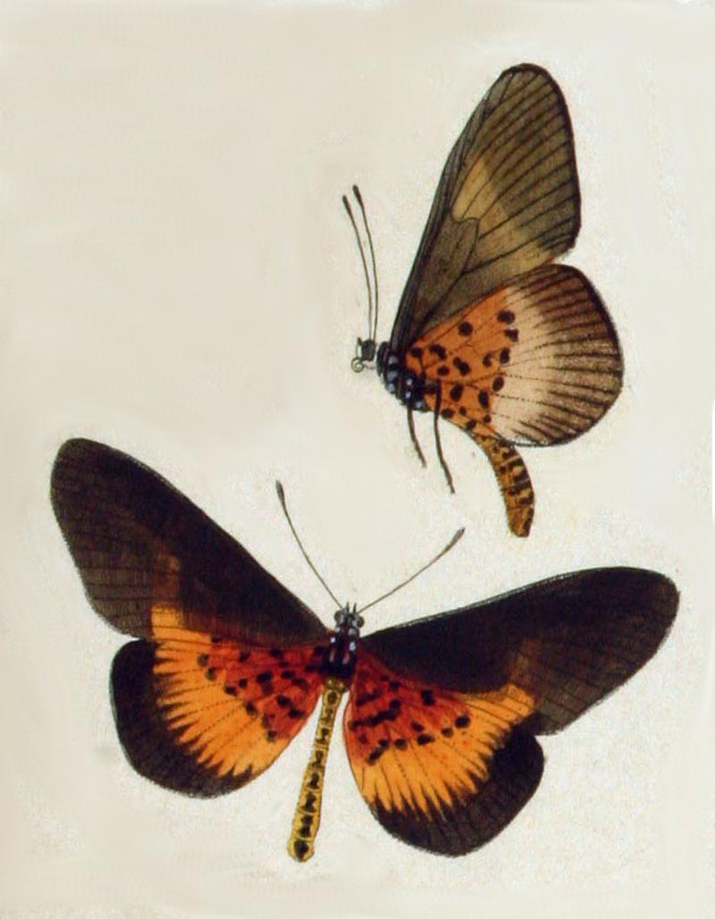 NovaraExpZoologischeTheilLepidopteraAtlasTaf46 Bematistes vestalis