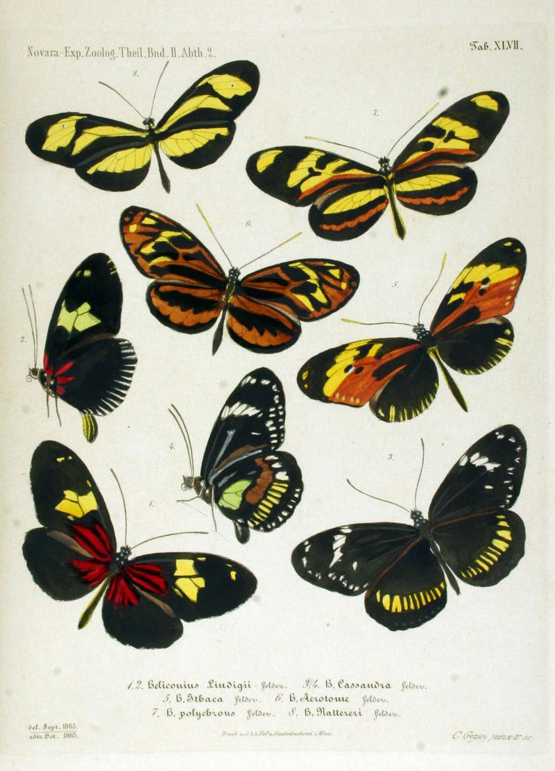 NovaraExpZoologischeTheilLepidopteraAtlasTaf47