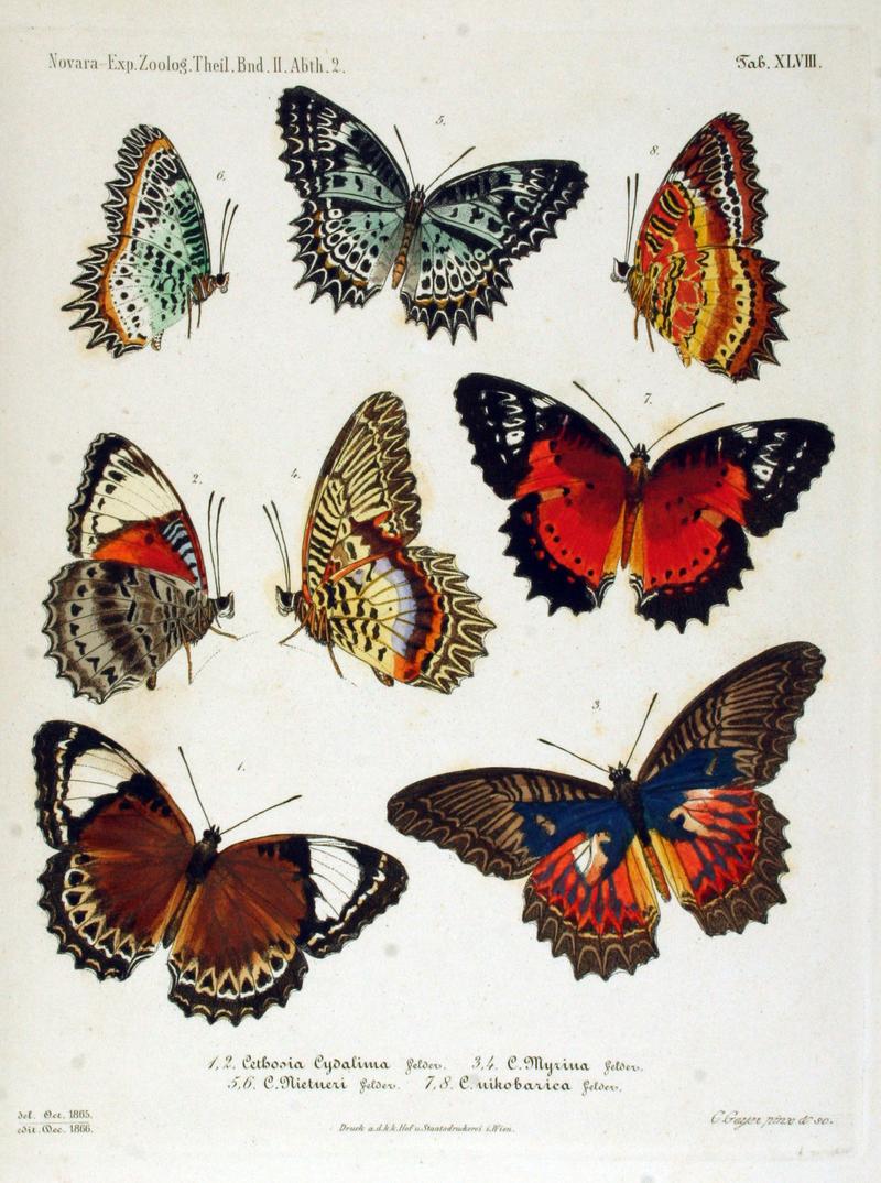 NovaraExpZoologischeTheilLepidopteraAtlasTaf48