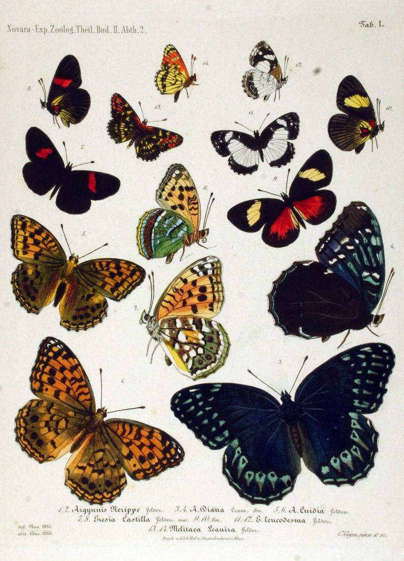 NovaraExpZoologischeTheilLepidopteraAtlasTaf50
