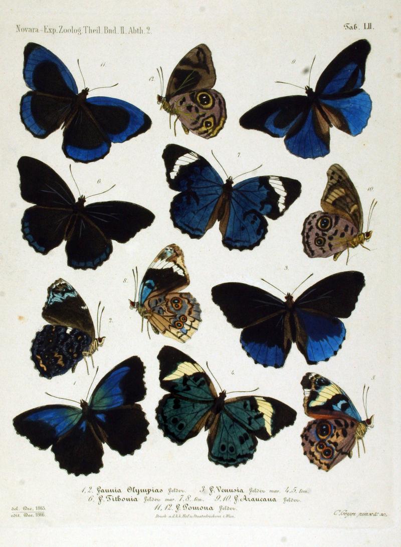 NovaraExpZoologischeTheilLepidopteraAtlasTaf52
