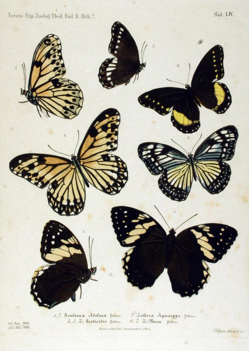 NovaraExpZoologischeTheilLepidopteraAtlasTaf54
