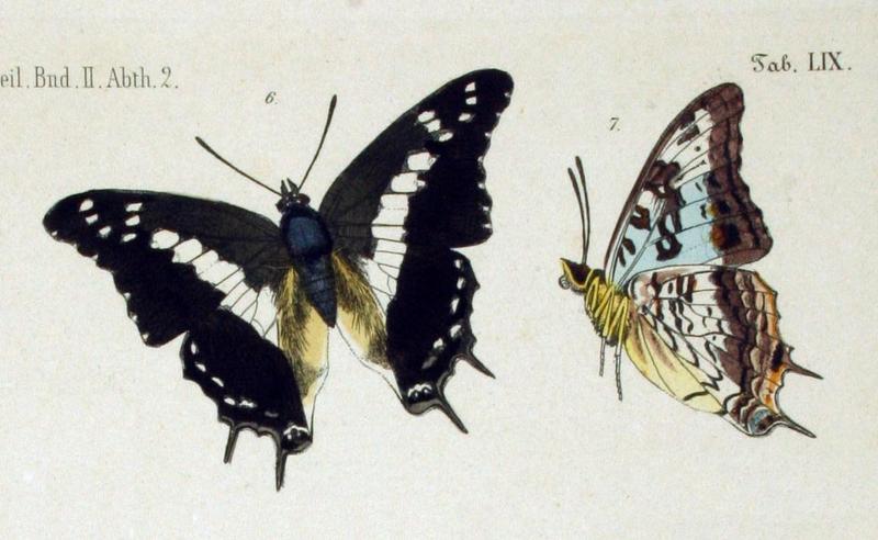 NovaraExpZoologischeTheilLepidopteraAtlasTaf59, Charaxes achaemenes