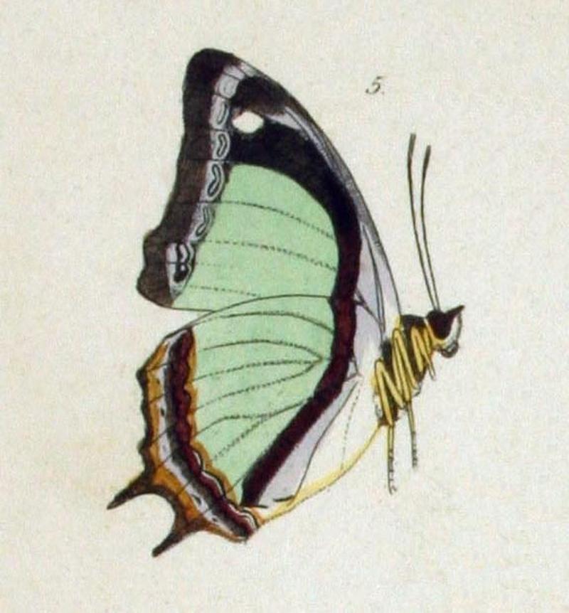 NovaraExpZoologischeTheilLepidopteraAtlasTaf59, Polyura jalysus