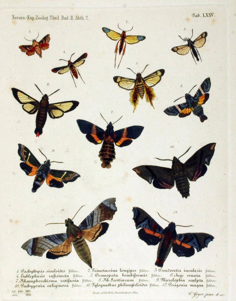 NovaraExpZoologischeTheilLepidopteraAtlasTaf75