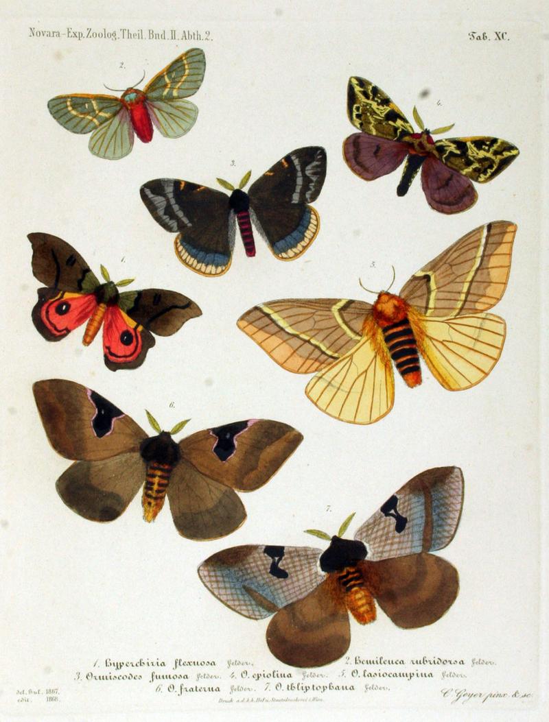 NovaraExpZoologischeTheilLepidopteraAtlasTaf90