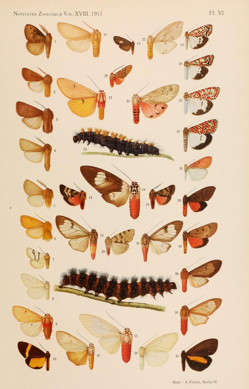 NovitatesZoologicae18 Pl06