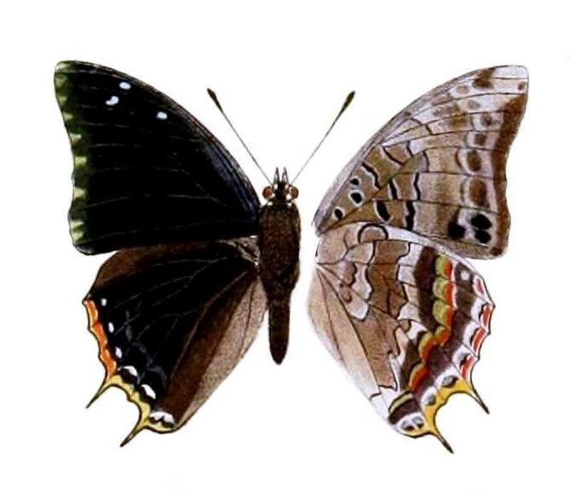Novitates Zoologicae1899PlateVIII, Charaxes etheocles, ♂