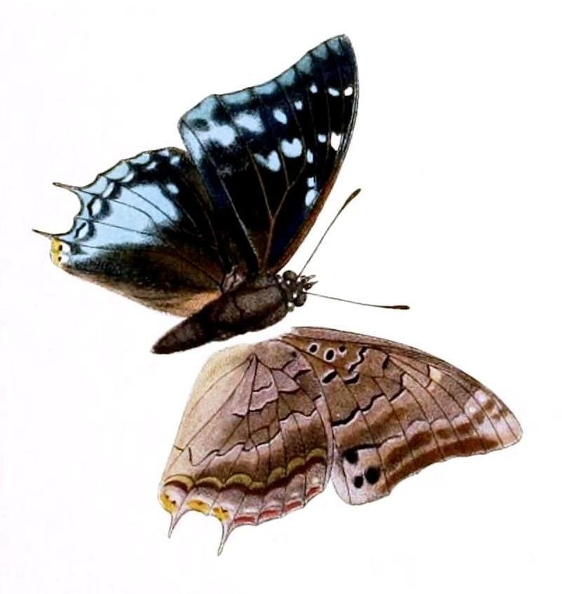 Novitates Zoologicae1899PlateVIII, Charaxes northcotti, ♂