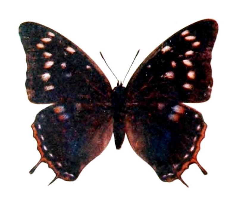 Novitates Zoologicae1900PlateXII, Charaxes etheocles etheocles, form fulgens, ♀