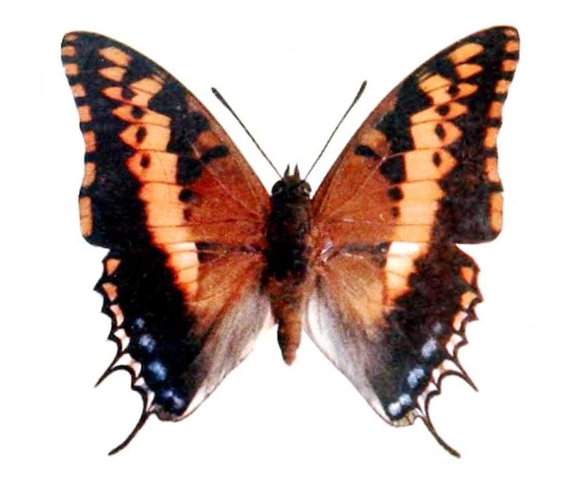 Novitates Zoologicae1900PlateXII, Charaxes jasius saturnus, ♂