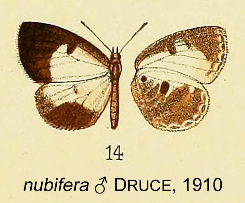 nubifera from original description