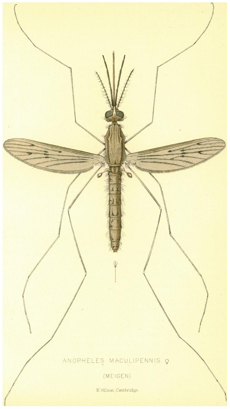 Nuttall et Shipley 1901 Anopheles maculipennis