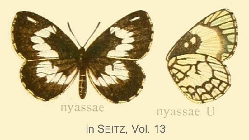 Nyassa(e) inSeitzVol13