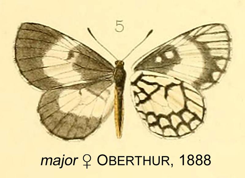Nyassa major Oberthur1888OD