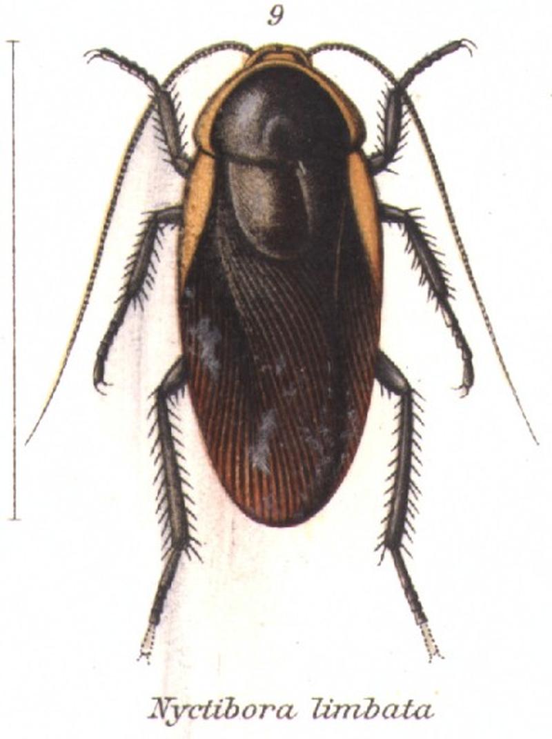 Nyctibora limbata (Shel1908-09)