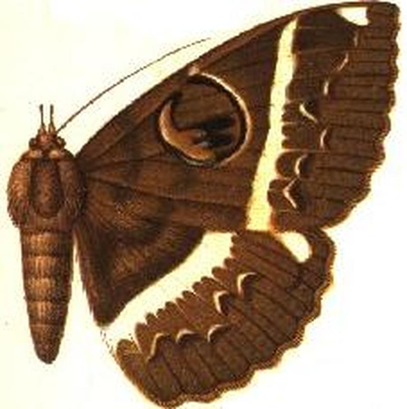 Nyctipao bismarcia female